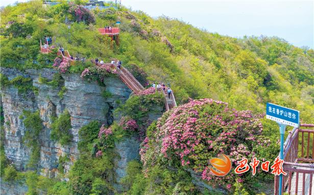 光雾山杜鹃盛花期来了